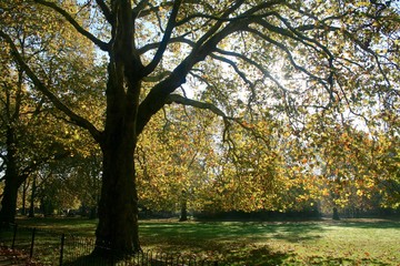 Majestic tree in park