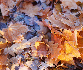 autumn background with leaves in frost