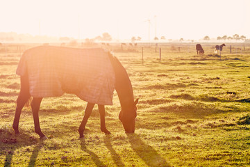Pferd im Gegenlicht
