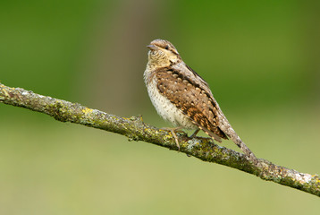 Eurasian wryneck. Jynx torquilla