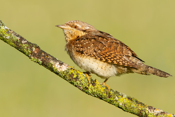 Eurasian wryneck. Jynx torquilla