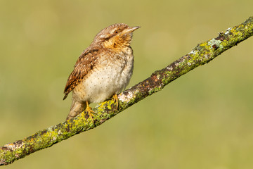 Eurasian wryneck. Jynx torquilla