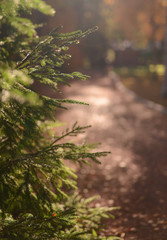 pine along the walkway in the sun