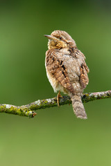 Eurasian wryneck. Jynx torquilla