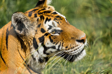 Portrait of a Tiger