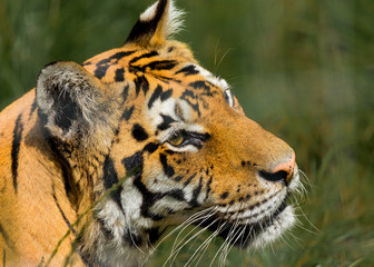 Portrait of a Tiger