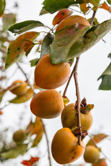 Persimmon on branch