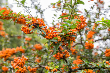 Fototapeta premium Pyracantha
