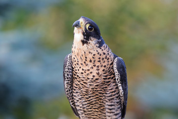The peregrine Falcon closeup on nature background
