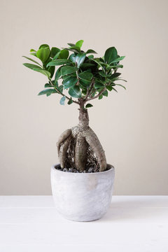 bonsai ginseng or ficus retusa also known as banyan or chinese fig tree