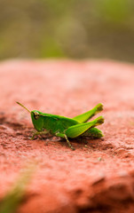 Macro fotografia Saltamontes 