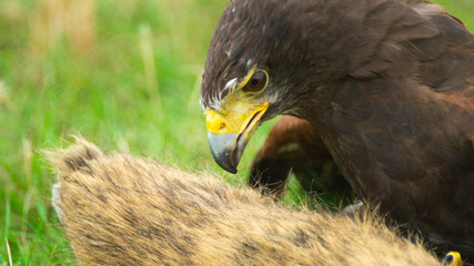 Brown Eagle Chasing Lure at County Show