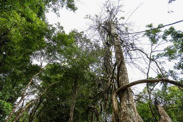 Fototapeta premium tree in forest