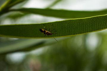 Macro fotografia 