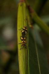 Macro fotografia 