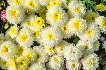 White - yellow flowers blooming texture. Autumn flowers background.