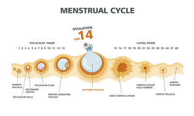 Ovulation chart. Female menstrual cycle - obrazy, fototapety, plakaty