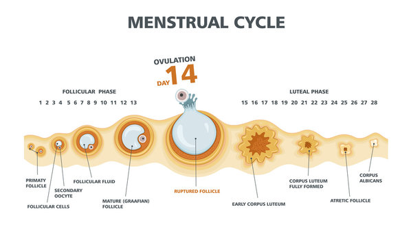 Ovulation chart. Female menstrual cycle