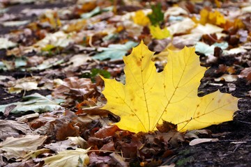 Maple leaf autumn on the path in the forest close-up.