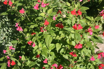 Fototapeta premium Flowers Salvia