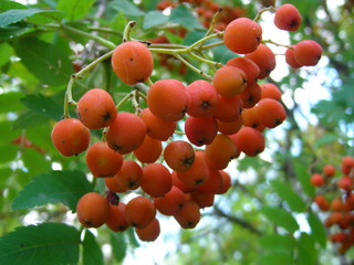 rowanberries on a tree