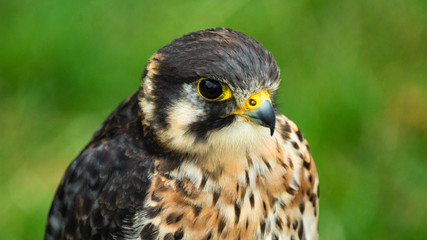Falcon Hawk close up of head and shoulders showing yellow bill and eye reflection