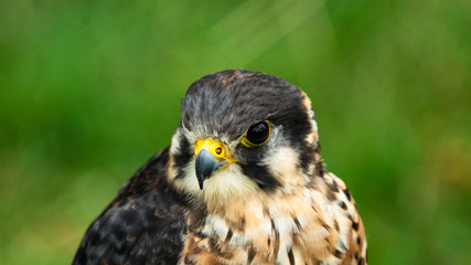 Falcon Hawk close up of head and shoulders showing yellow bill and eye reflection