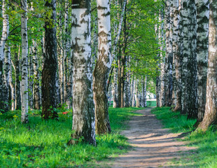 path in the forest