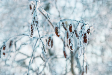 Tree branches covered snow. Hoarfrost on branches. Natural background. Winter nature. Winter patterns. Selective focus
