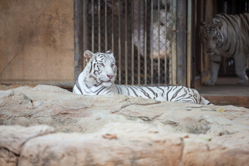 white tiger