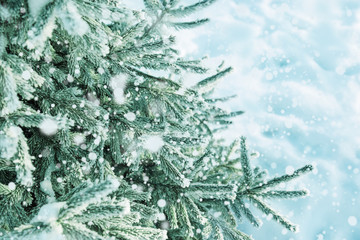 Winter background with frosty fir branches, copy space on right.  Falling snow.