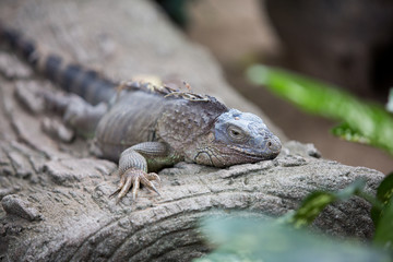 iguana on a rock
