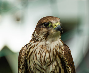 Falcon Eagle Hawk close up