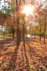 autumn city park with trees and yellow leaves