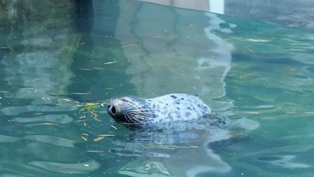 Harbor Seal (Phoca vitulina) with his head above blue water