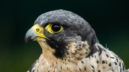 Peregrine falcon close up of head and shoulders showing yellow bill and eye reflection