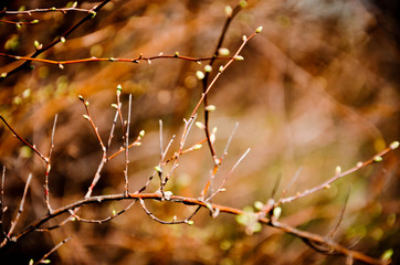Spring