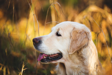 Close-up portrait of adorable dog breed golden retriever posing in the autumn forest at sunset