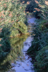 reflections in a small river
