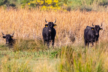bulls in Camargue
