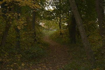 Fototapeta premium Herbst Wald bunte Blätter