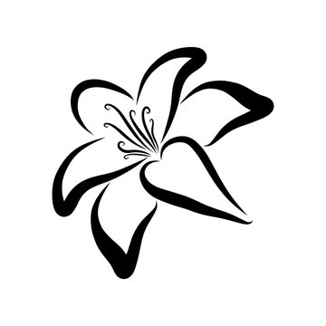 Lily, black sketch, flower symbolizing life, pattern
