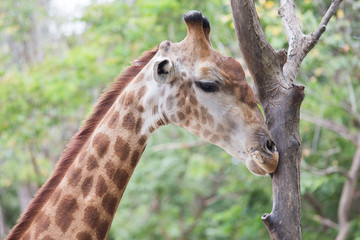giraffe in zoo
