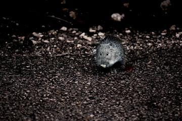 little mouse