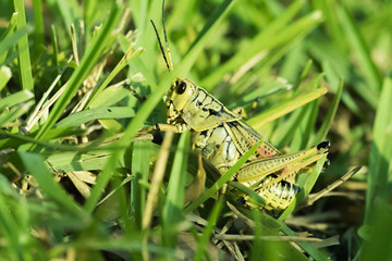 grasshopper in the grass