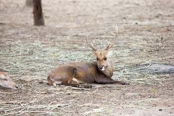 red deer in the forest