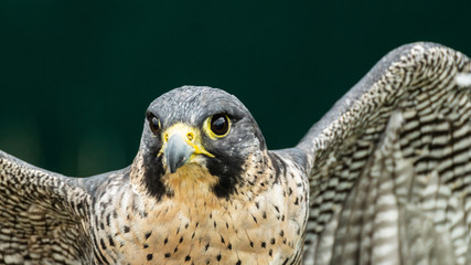Peregrine falcon close up of head and shoulders showing yellow bill and eye reflection