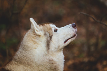 Profile Portrait of beautiful attentive siberian Husky dog standing in the bright autumn forest