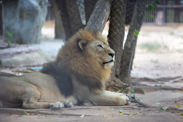 lion in zoo