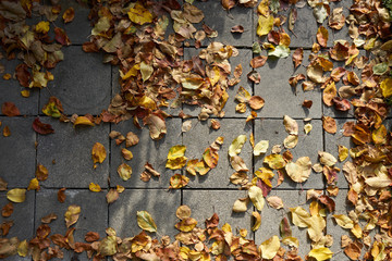 Nice autumn background, fallen leaves on the pavement